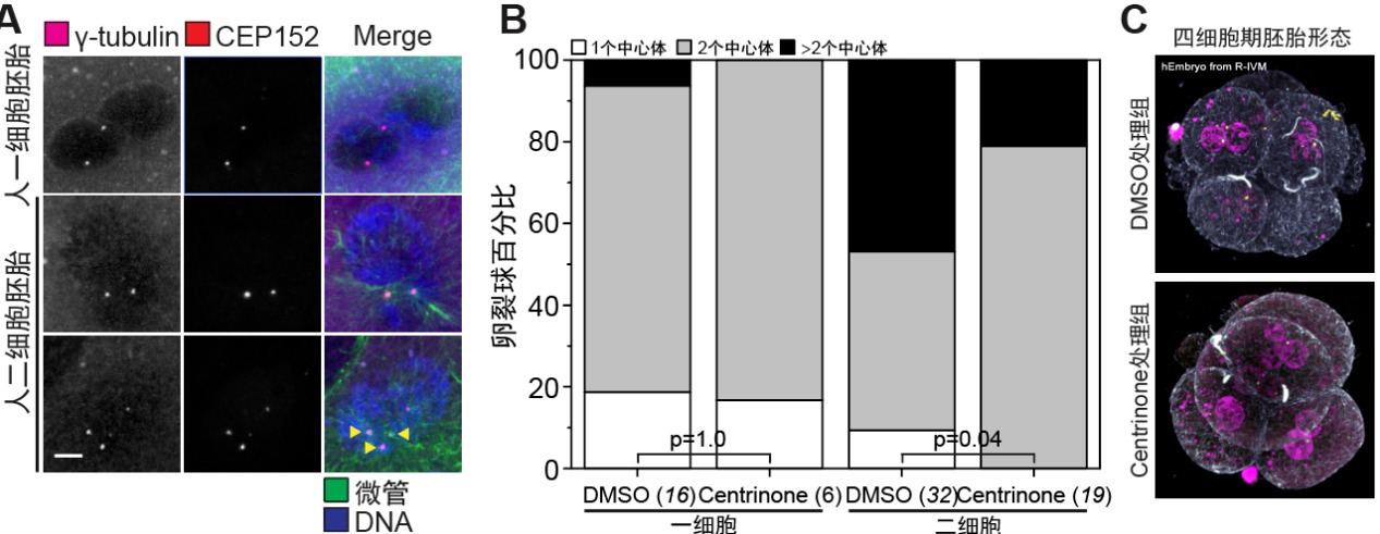 20260612-Cell-苏俊-7.(A) 人一细胞和二细胞阶段胚胎的中心体计数 (B) Centrinone处理的人一细胞和二细胞阶段胚胎的中心体计数 (C) 二细胞阶段处理Centrinone后的人四细胞阶段胚胎.png